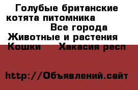 Голубые британские котята питомника Silvery Snow. - Все города Животные и растения » Кошки   . Хакасия респ.